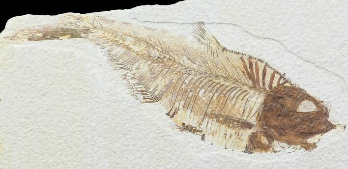 Bargain, Diplomystus Fossil Fish - Wyoming #67941